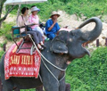 サファリツアー、象乗り